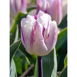 Compra TULIPÁN FLAMING FLAG (100 Unid.) en la tienda online Fito Agrícola