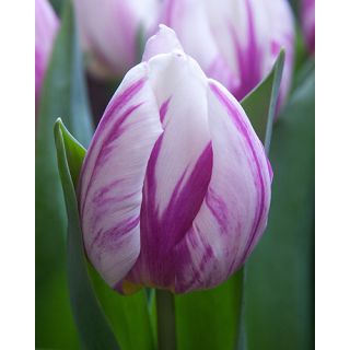 Compra TULIPÁN FLAMING PRINCE (100 Unid.) en la tienda online Fito Agrícola