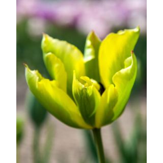 Compra TULIPÁN FORMOSA (100 Unid.) en la tienda online Fito Agrícola