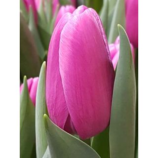 Compra TULIPÁN FORTRESS (100 Unid.) en la tienda online Fito Agrícola