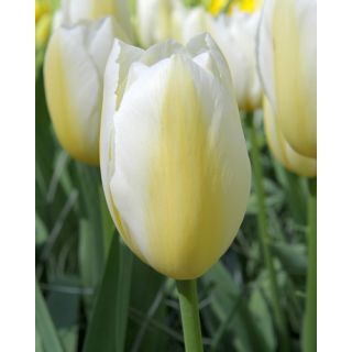 Compra TULIPÁN FRANCOISE (100 Unid.) en la tienda online Fito Agrícola