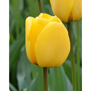 Compra TULIPÁN GOLDEN OXFORD (100 Unid.) en la tienda online Fito Agrícola