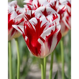Compra TULIPÁN GRAND PERFECTION (100 Unid.) en la tienda online Fito Agrícola