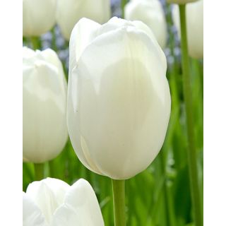 Compra TULIPÁN HAKUUN (100 Unid.) en la tienda online Fito Agrícola