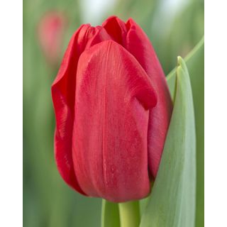 Compra TULIPÁN HEARTBREAKER (100 Unid.) en la tienda online Fito Agrícola