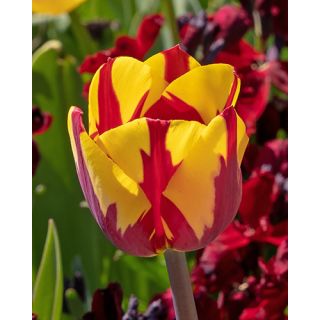 Compra TULIPÁN HELMAR (100 Unid.) en la tienda online Fito Agrícola