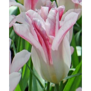 Compra TULIPÁN HOLLAND CHIC (100 Unid.) en la tienda online Fito Agrícola