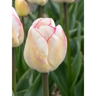 Compra TULIPÁN HUGS AND KISSES (100 Unid.) en la tienda online Fito Agrícola