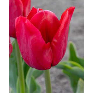 Compra TULIPÁN ILE DE FRANCE (100 Unid.) en la tienda online Fito Agrícola