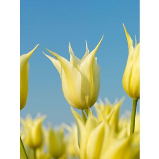 Compra TULIPÁN JOHAN CRUYFF (100 Unid.) en la tienda online Fito Agrícola