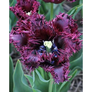 Compra TULIPÁN LABRADOR (100 Unid.) en la tienda online Fito Agrícola