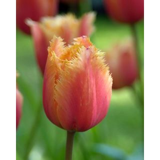 Compra TULIPÁN LAMBADA (100 Unid.) en la tienda online Fito Agrícola