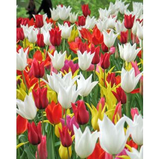 Compra TULIPÁN LILY FLOWERING MIX (100 Unid.) en la tienda online Fito Agrícola