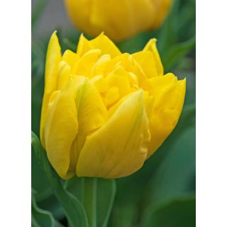 Compra TULIPÁN MARIE JO (100 Unid.) en la tienda online Fito Agrícola