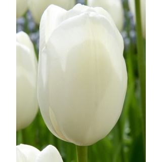 Compra TULIPÁN MAUREEN (100 Unid.) en la tienda online Fito Agrícola