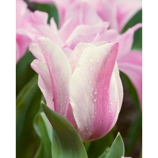 Compra TULIPÁN MISTRESS MYTIC (100 Unid.) en la tienda online Fito Agrícola