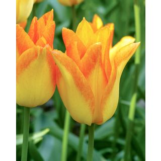 Compra TULIPÁN MOONBLUSH (100 Unid.) en la tienda online Fito Agrícola