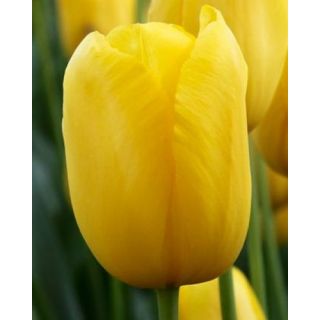 Compra TULIPÁN MUSCADET (100 Unid.) en la tienda online Fito Agrícola