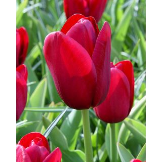 Compra TULIPÁN NATIONAL VELVET (100 Unid.) en la tienda online Fito Agrícola