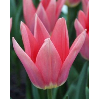 Compra TULIPÁN NEPER (100 Unid.) en la tienda online Fito Agrícola