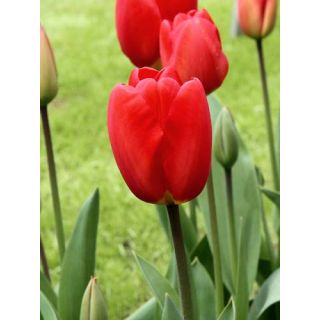 Compra TULIPÁN OXFORD (100 Unid.) en la tienda online Fito Agrícola