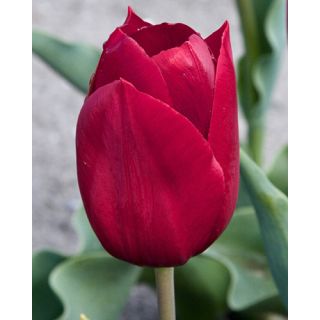 Compra TULIPÁN PALLADA (100 Unid.) en la tienda online Fito Agrícola