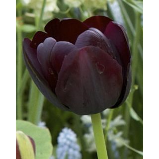 Compra TULIPÁN PAUL SCHERER (100 Unid.) en la tienda online Fito Agrícola