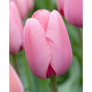 Compra TULIPÁN PINK IMPRESSION (100 Unid.) en la tienda online Fito Agrícola