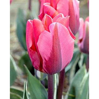 Compra TULIPÁN PRETTY PRINCESS (100 Unid.) en la tienda online Fito Agrícola