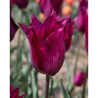 Compra TULIPÁN PURPLE HEART (100 Unid.) en la tienda online Fito Agrícola