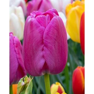 Compra TULIPÁN PURPLE PRIDE (100 Unid.) en la tienda online Fito Agrícola