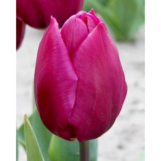 Compra TULIPÁN PURPLE PRINCE (100 Unid.) en la tienda online Fito Agrícola