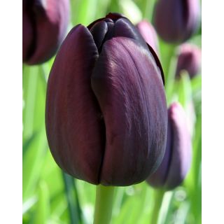 Compra TULIPÁN QUEEN OF NIGHT (100 Unid.) en la tienda online Fito Agrícola