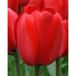 Compra TULIPÁN RED IMPRESSION (100 Unid.) en la tienda online Fito Agrícola