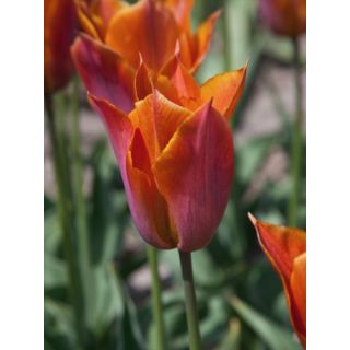 Compra TULIPÁN REQUEST (100 Unid.) en la tienda online Fito Agrícola