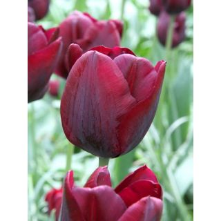 Compra TULIPÁN RONALDO (100 Unid.) en la tienda online Fito Agrícola