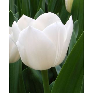 Compra TULIPÁN ROYAL VIRGIN (100 Unid.) en la tienda online Fito Agrícola