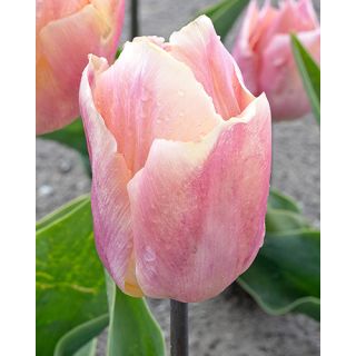 Compra TULIPÁN SALMON PRINCE (100 Unid.) en la tienda online Fito Agrícola