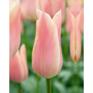 Compra TULIPÁN SANNE (100 Unid.) en la tienda online Fito Agrícola