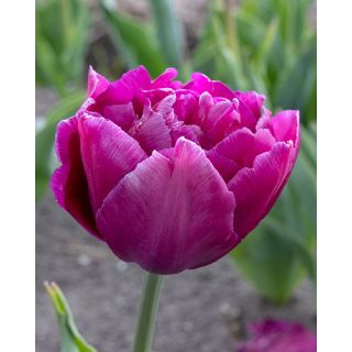 Compra TULIPÁN SHOWCASE (100 Unid.) en la tienda online Fito Agrícola