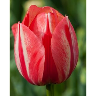 Compra TULIPÁN SPRYNG BREAK (100 Unid.) en la tienda online Fito Agrícola