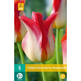 Compra TULIPÁN STRAWBERRY ROMANOFF en la tienda online Fito Agrícola