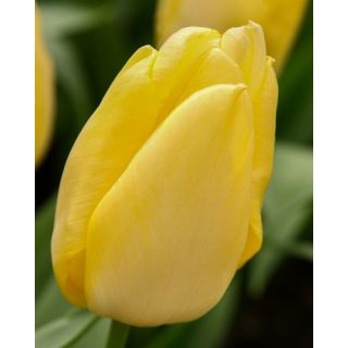 Compra TULIPÁN SUNNY PRINCE (100 Unid.) en la tienda online Fito Agrícola