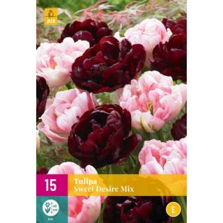 Compra TULIPÁN SWEET DESIRE MIX XXL en la tienda online Fito Agrícola