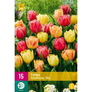 Compra TULIPÁN SYMBIOSE MIX XXL en la tienda online Fito Agrícola