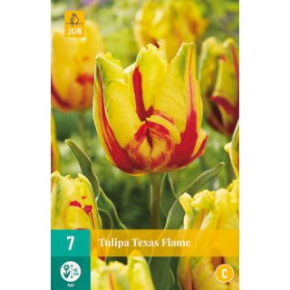 Compra TULIPÁN TEXAS FLAME en la tienda online Fito Agrícola