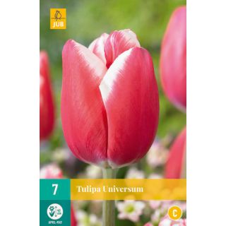 Compra TULIPÁN UNIVERSUM en la tienda online Fito Agrícola
