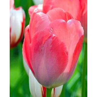 Compra TULIPÁN VAN EIJK (100 Unid.) en la tienda online Fito Agrícola