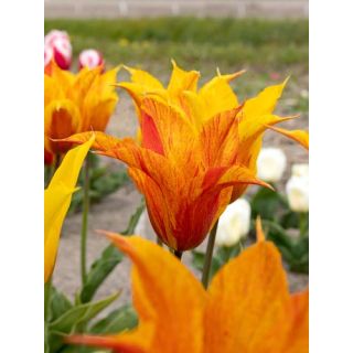 Compra TULIPÁN VENDEEGLOBE (100 Unid.) en la tienda online Fito Agrícola