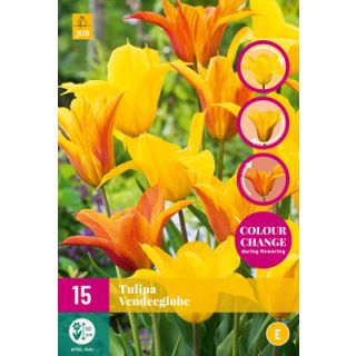 Compra TULIPÁN VENDEEGLOBE XXL en la tienda online Fito Agrícola